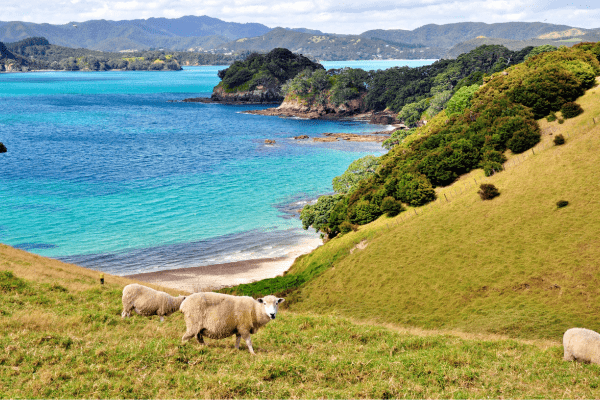 Bay of Islands, New Zealand – Paradise Coastal Landscape Crystal-clear waters of the Bay of Islands with island views in New Zealand